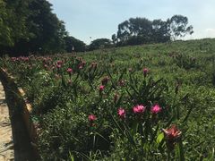 -松山湖梦幻百花洲