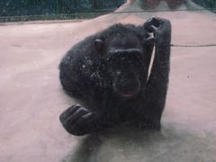 -石家庄市动物园