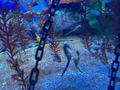 -上海海洋水族馆