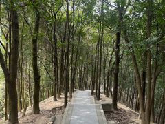 -阳台山森林公园