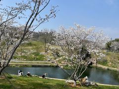 -羊山湖公园