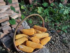 -陕十三肉夹馍(百货大楼店)