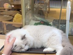 -藏猫猫咖啡主题馆(中央大道店)