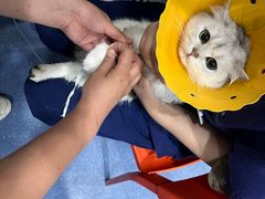 -伟伟宠物医院·CT影像中心·瑞派犬猫综合性门诊(汉口总院)