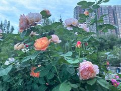 -西安市长乐公园