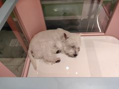 -FAELING PETS美天灵宠物(合生汇店)
