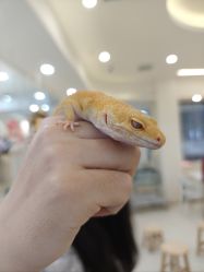 -Moni星球萌宠·小马宝莉·灵蛇·高端高阶全萌宠互动体验俱乐部(红豆国际广场店)