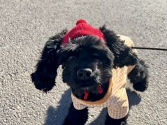 -宠福鑫康馨动物医院·骨科·眼科