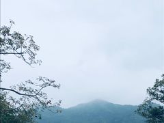 -深圳仙湖植物园