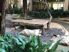 -麒麟中餐厅·经典粤菜·地道菜式老字号(广州长隆酒店)