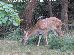 -大连森林动物园