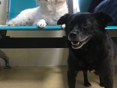 -康乐宝动物医院