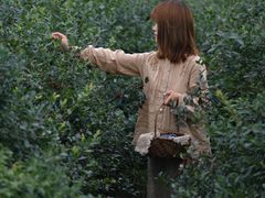 -金谷域澳洲庄园