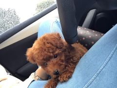 -暖阳宠物医院·犬猫康复中心·骨科