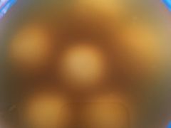 -满记甜品(巴黎春天宝山店)