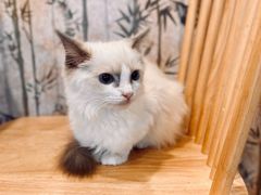 -楼上猫咖(罗湖店)