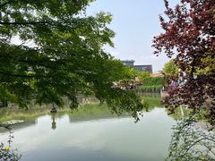-嘉定紫藤园