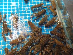 -驻海渔市(置信店)