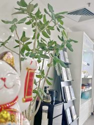 -张小野·专业半永久纹眉
