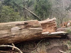 -天目山大树王景区
