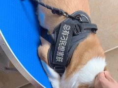 -佳雯宠物医院·皮肤科·内外科(春晓路分院)