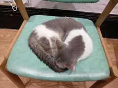 -猫色咖啡·猫咖