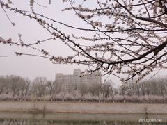 -桃花堤公园
