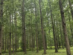 -黄海国家森林公园