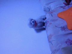-伟伟宠物医院·CT影像中心·瑞派犬猫综合性门诊(汉口总院)