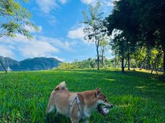 -马峦山郊野公园