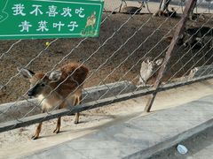 -北京鹿世界主题园