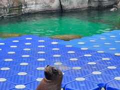 -海合安成都极地海洋公园
