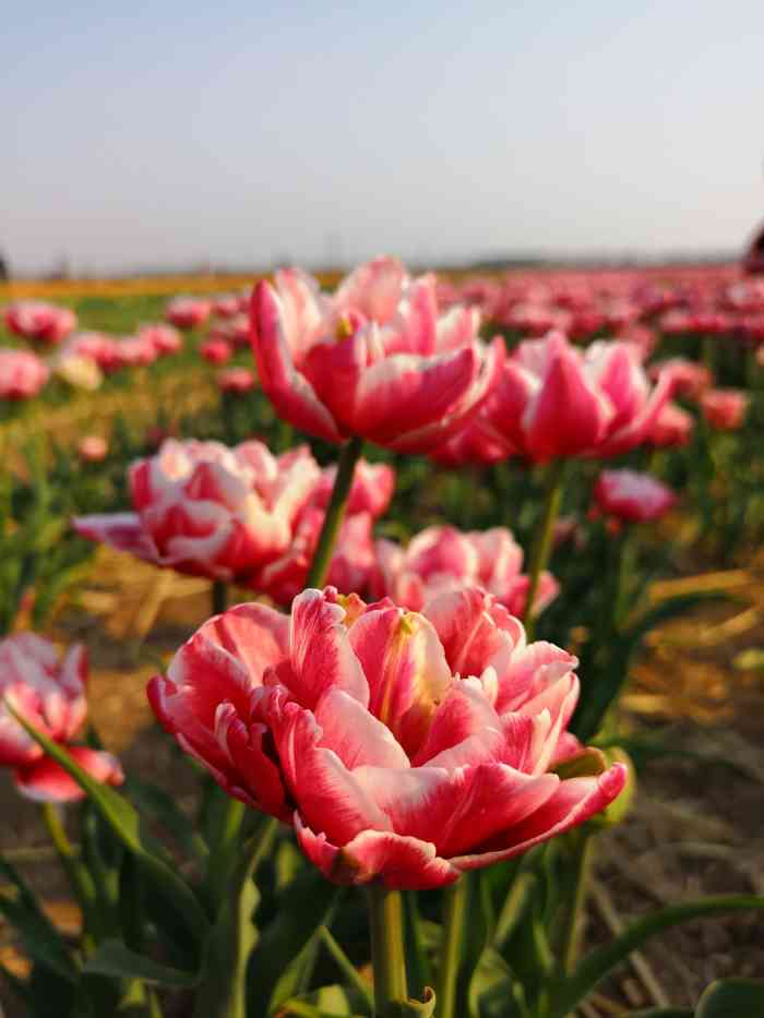 双街花卉博览园-"交通:我们是开车去的,从太阳城出发大概.