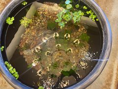 -美盛喜来登大酒店喜舍茶馆