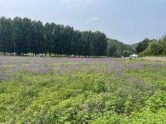 -紫海香堤香草艺术庄园