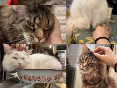 -平行世界·猫咖(首经贸店)