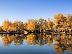 -金塔沙漠胡杨林景区