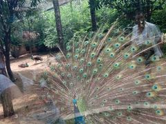 android_upload_pic-重庆巴渝火锅(钟家村店)