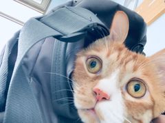 -纳吉亚猫专科动物诊疗中心(蒋宅口分院)