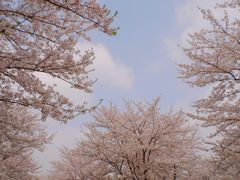-上海辰山植物园