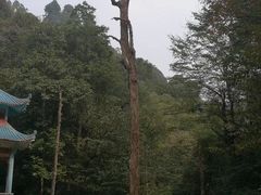 -江西阳明山国家森林公园