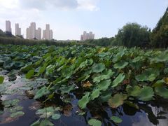 -前关湿地公园