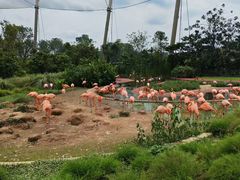 -新加坡飞禽公园