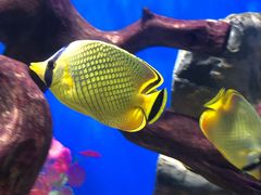 -烟台海昌鲸鲨海洋公园