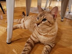 -Cappucimeow猫咪咖啡馆(韦伯时代店)
