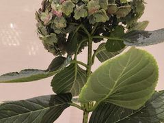 -周家二小姐的菜·扬州菜·香炒蟹·狮子头(江都金鹰店)
