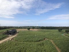 -杭州湾海上花田景区