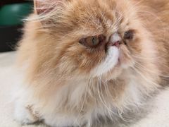 -藏猫猫咖啡主题馆(中央大道店)