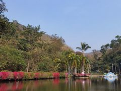 -西双版纳原始森林公园