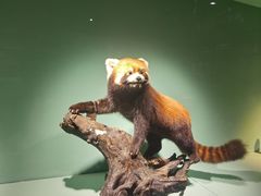 -国家自然博物馆